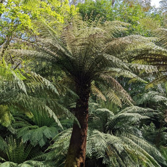 Trewidden Garden