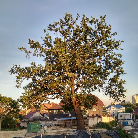 Quercus robur on Pietrarilor street, Chișinău