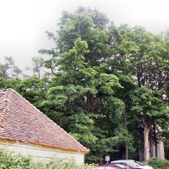 Javor u kostela sv. Jana a Pavla v Dobrši