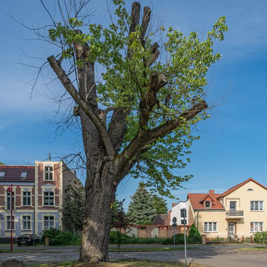 Naturdenkmal Silberahorn Karl-Liebknechtstraße in Beelitz