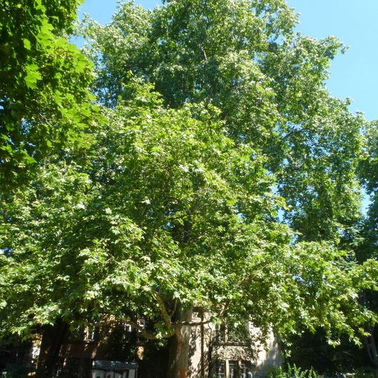 Platane Gerhart-Hauptmann-Anlage