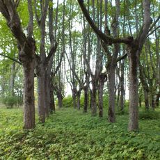 Lindes muižas parks