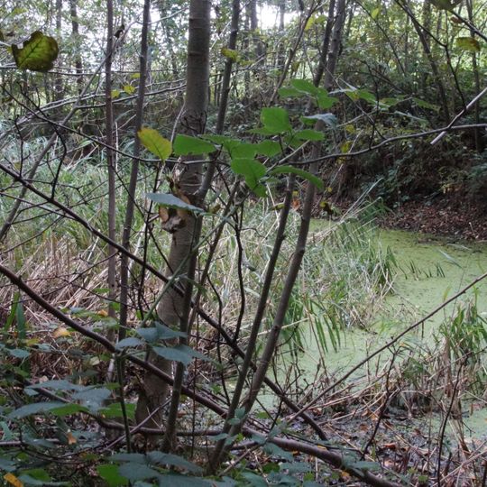 Weiher im Gewann Spachbruck