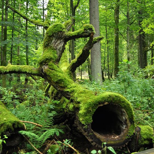 Białowieża National Park