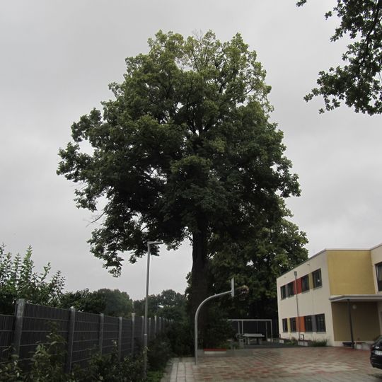 Lutherlinde Naußlitz