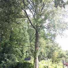 Ingram Woods
