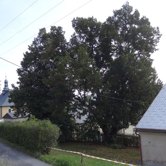 Lípa malolistá u pivovaru