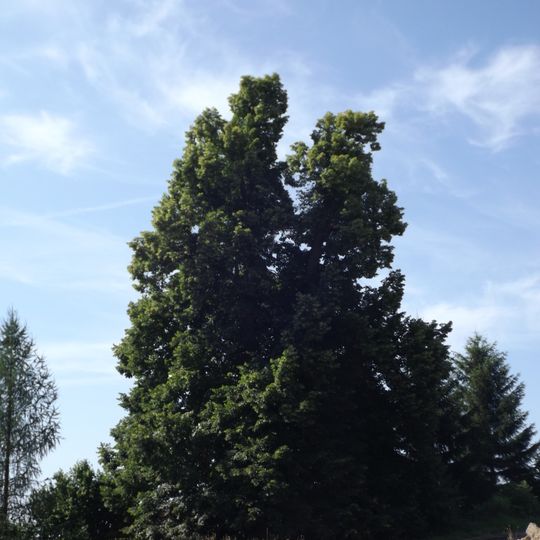 Lípa v areálu ZD v Lodhéřově