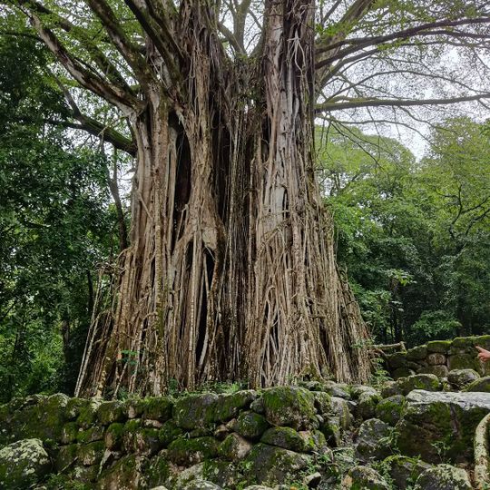 Ensemble Tahakia Kamuihei Teiipoka