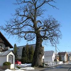 Dubinné oak