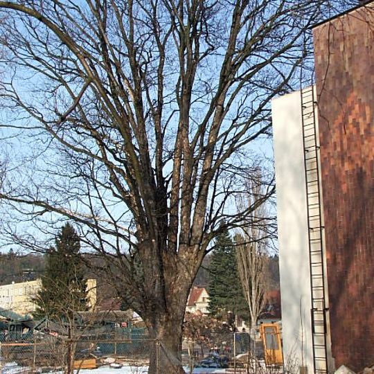 Javor v plynárnách