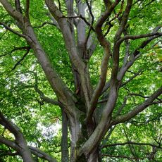 Buk u Krásné Lípy