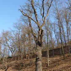 Dub letní v Bystrci I.