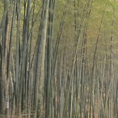 Shunan Zhuhai National Park