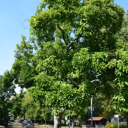 Naturdenkmal Magnolie im Vorgarten des Hauses Berliner Str. 26 direkt an der Ampel in Seefeld