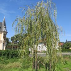 Gerhard-Krause-Hängeweide