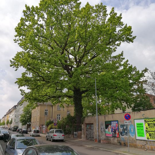 Quercus robur, Demmeringstraße Leipzig