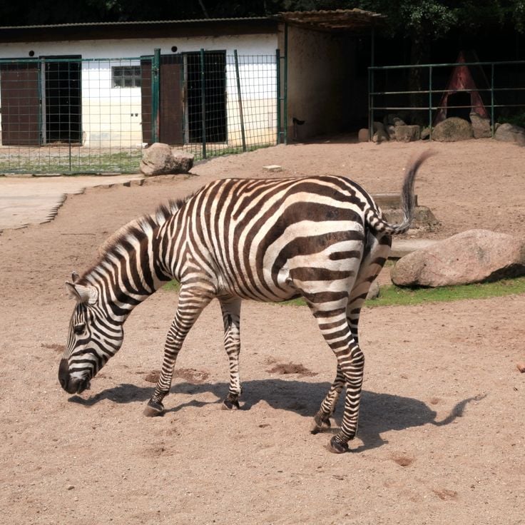 Parco animali di Gettorf