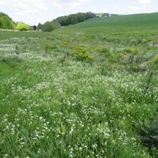 Schürenbach-Quellsumpf