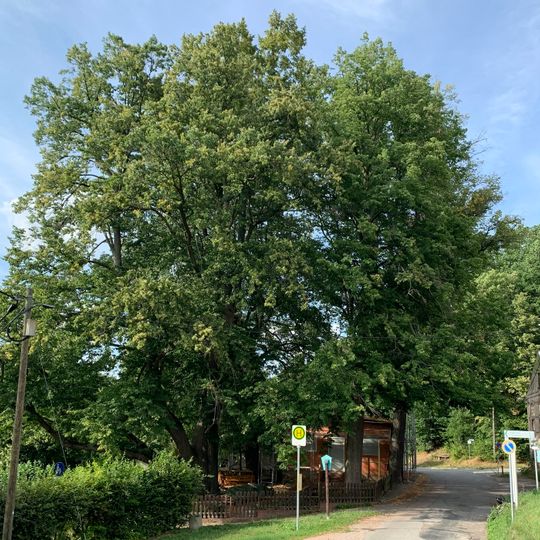 Winter-Linden von Zinnberg