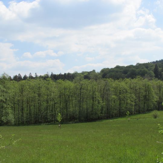 Buchen- und Bruchwälder bei Einsiedelei und Apollmicke