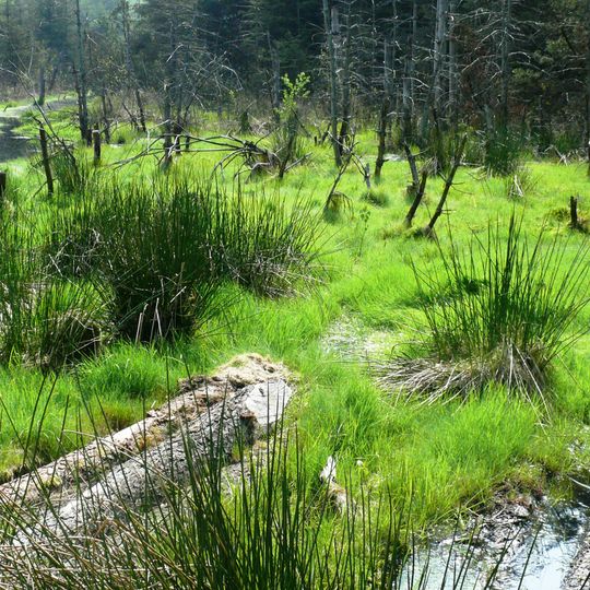 Feuchtgebiete um Selb und Großwendern