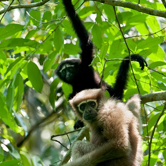 Hoollongapar Gibbon Sanctuary