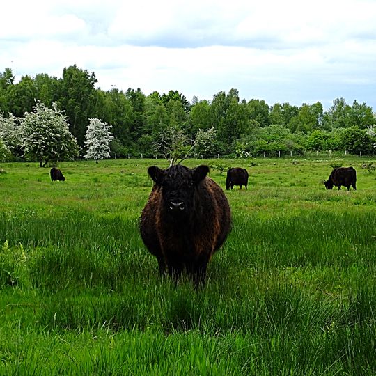 Untere Seeveniederung