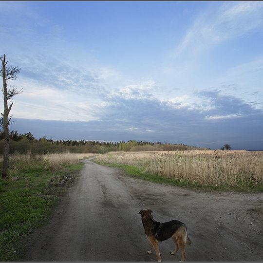 Лесопарк Разлив