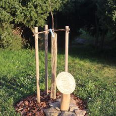 Ořešák královský Rabíndranátha Thákura v Komárovicích