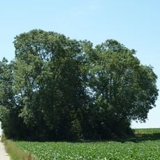 Tumulus of Betz