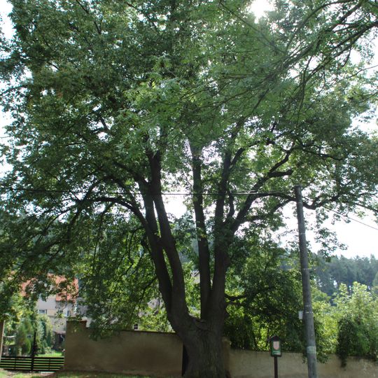 Památná lípa v Chyňavě