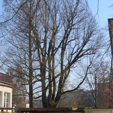 Stiel-Eiche Gabrielenstraße 49