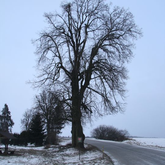 Lime tree near Lipník