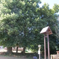 Skupina velkolistých lip ve Sluhově