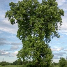 Uduvere ohvripärn Riinu