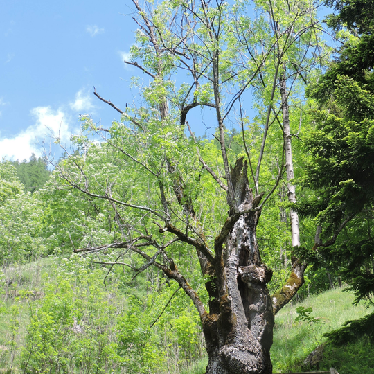 Veteran ash tree of Carcoforo