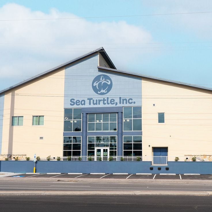 Sea Turtle, Inc.