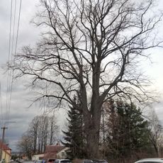 Lípa srdčitá v Karlově ulici ve Varnsdorfu