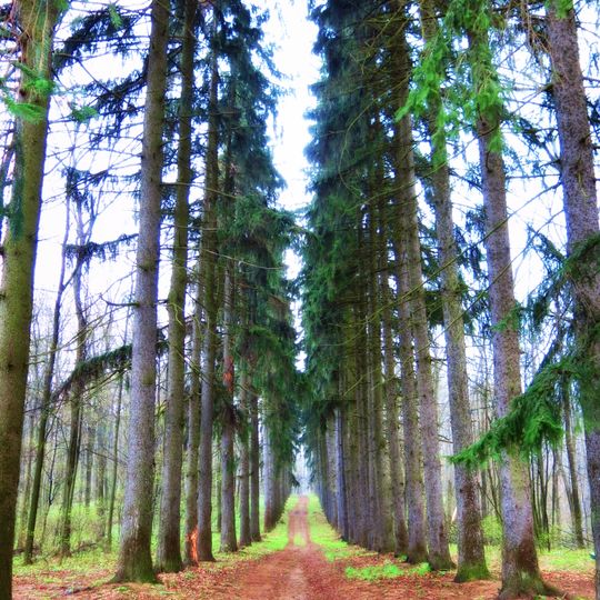 Starowinna jalynowa aleja