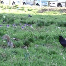 Ackroyd Drive Greenlink