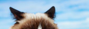 Grumpy Cat Profile Cover