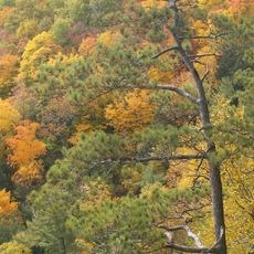 Eastern Great Lakes lowland forests