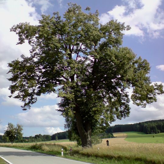 Lípa u silnice před Deštnou