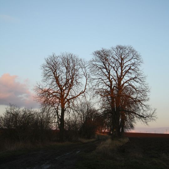 Čtyři aleje kolem Velkopolského dvora - Severovýchodní alej