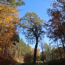 Dub u hájovny Kadečka