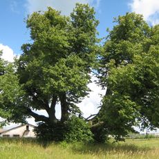 Sipa lime tree