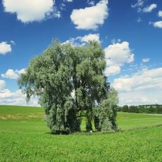 Quellsumpf Kesselbronn 5