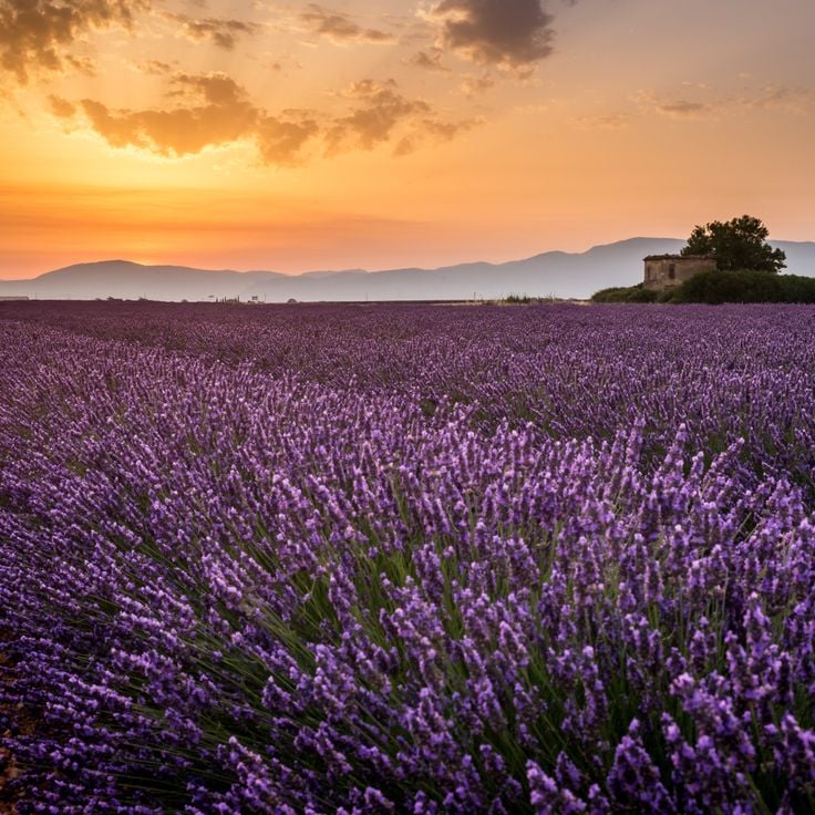Plateau de Valensole