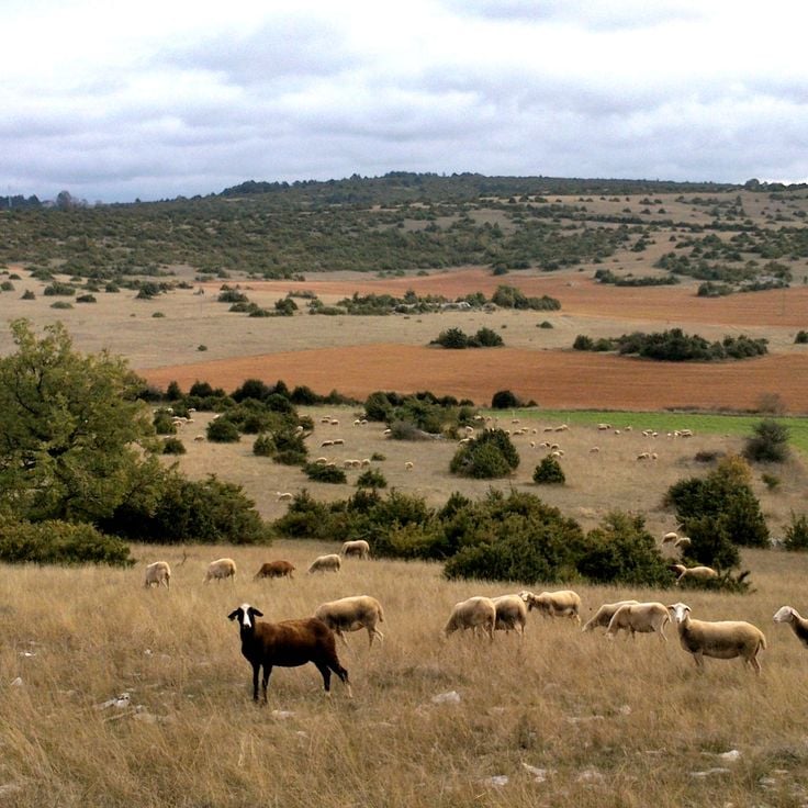 Grands Causses Regional Nature Park